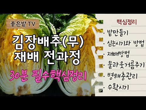 [25-100] 30-minute essential summary of the entire process of growing kimchi cabbage (radish)