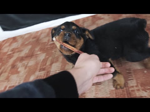 Один день из жизни щенка. Что за чем идёт! Советы от опытных собаководов!