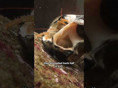 Why Are Hermit Crabs so Obsessed With Snail Shells? | #DeepLook #Shorts