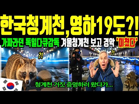 [해외감동사연]"이건 100% 가짜야!" 청계천 비웃던 독일 ARD 감독, 영하 19도 청계천 너구리 보고 대성통곡! [국뽕]