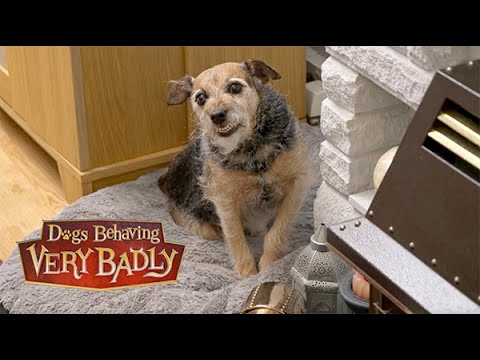 The Dog I Rescued Hates Me | Dogs Behaving Very Badly