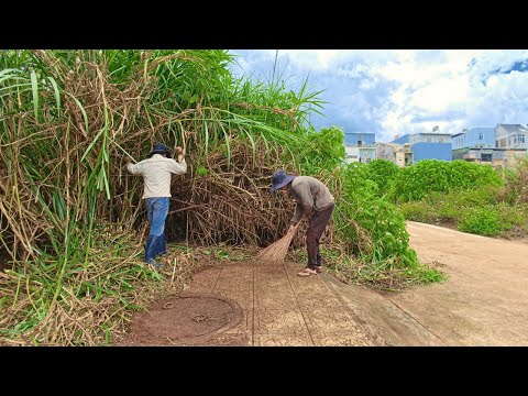 The Toughest Sidewalk Cleanup: 4-Meter Tall Weeds and an Attack by a Stranger!