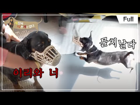 [Full] 세상에 나쁜 개는 없다 - 닥스훈트 형제의 난  장벽의 비밀