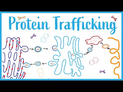 Protein Trafficking, I-Cell Disease, Clathrin, Vesicular Transport & Protein Modifications