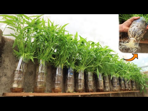 You don't need to buy vegetables anymore with this method of growing vegetables in plastic bottles