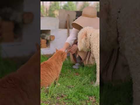 どうぶつ達、ハンモックとピザ日和①🍕Lovely animal, hammock and Pizza day ① #shorts