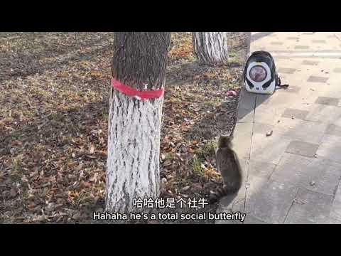 网红猫咪悟空死亡之谜（二十五）