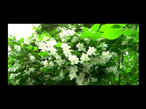 ИЛЬХАМ ШАКИРОВ "ХАМАН ЯРАТАМ"