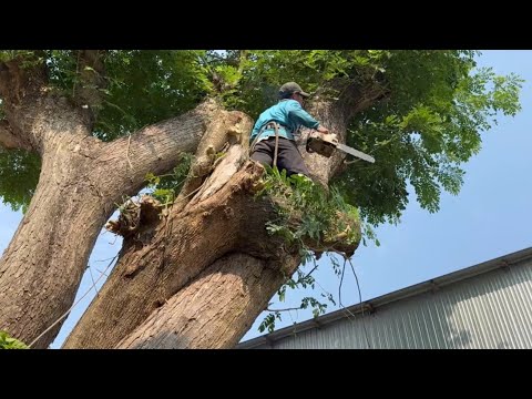 Cưa cây còng siêu khủng , Gần nhà . Cây nầy khó cưa hạ . Cưa cây kỷ thuật cao