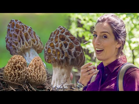 Find Those Morel Mushrooms!