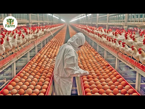 How Americans Farmers Successfully Produce Over 100 Billion Chicken Eggs | Processing Factory