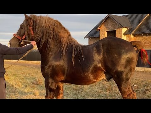 Проданий  Жеребець на Продажу Совецький Ваговоз