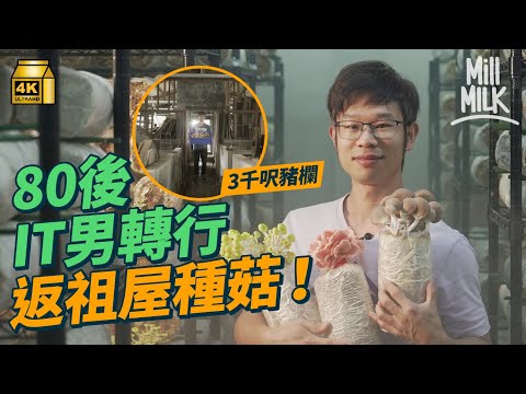 #MM｜80後「熱血菇男」IT轉行開一人種菇場 由種菇到出貨一手包辦 改裝3,000呎屯門荒廢豬場祖屋 用本地廢料種植特色香菇：我不只是賣菜，是有溫度的｜#700萬種生活 #4K