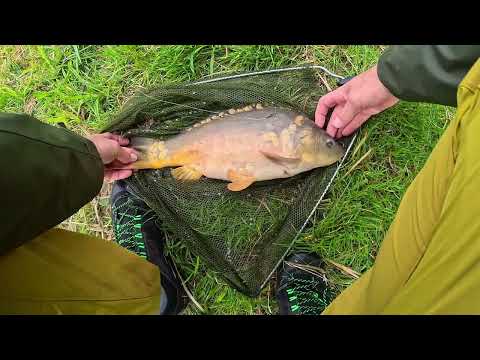 Рибалка на коропа і форель‼️ 