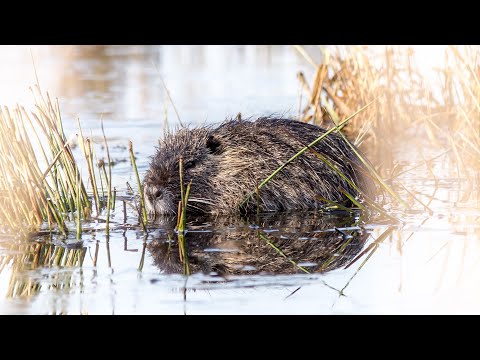 Das NUTRIA und ja, es ist keine Ratte.