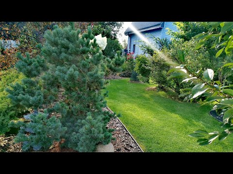 Сад редких хвойных растений! 🔥 Время гортензий! Обзор! 08.08.2025 #сад #garden #обзор #хобби