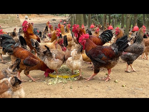 Get rich from the free-range chicken farming model - how to prepare chicken feed