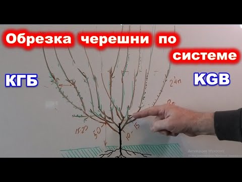 Формировка черешни по системе KGB