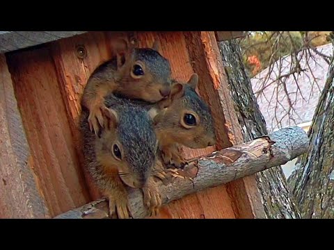 Mom Squirrel Moves In 3 Pups, And Gets Ambushed By Another Squirrel [With Narration]