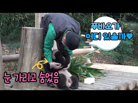 [ENG]★에버랜드 판다월드★ "복보 없다!" 일어나기 싫어서 눈가리고 없는 척 하다가 할부지한테 마사지 받고 일어나는 아기판다 푸바오 Baby Panda Fu Bao