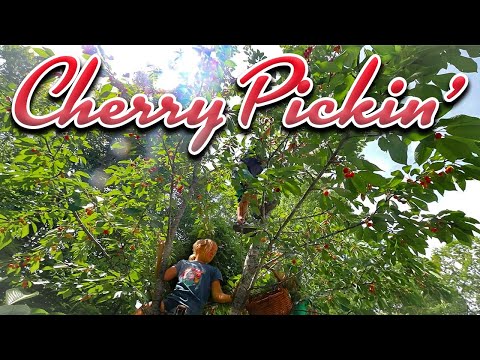 Cherry Pickin'