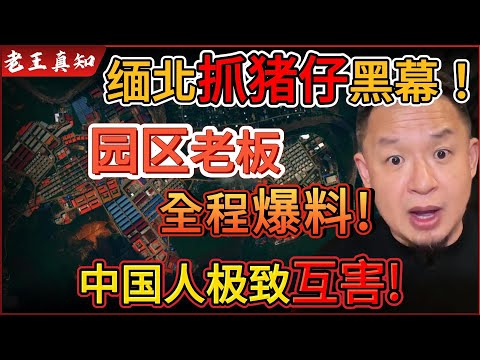 Old Wang is here: The park owner is charging 100,000 yuan per person to "catch piglets"! | The wh...