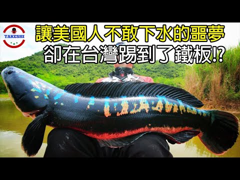 [生物放大鏡] 吞食人類與寵物的"弗蘭肯魚" | 美國人不敢下水的"噩夢" | 在台灣卻即將被消滅 !?