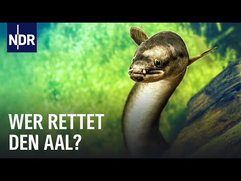 Aal in Gefahr | Doku | NDR Story