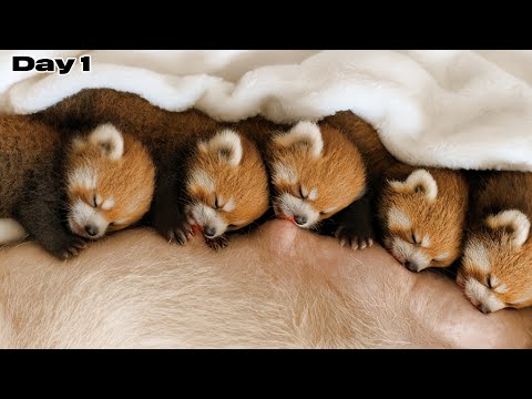 Raising 20 Newborn Red Pandas for 20 Days. Here’s What Happened.The First 20 Days of Newborn Animals