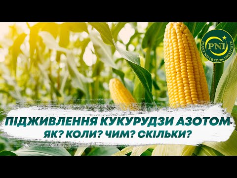ПІДЖИВЛЕННЯ КУКУРУДЗИ АЗОТОМ: чи потрібно та як здійснювати?