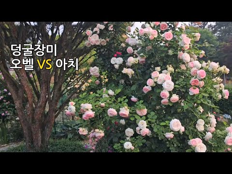 What would you like, an obelisk or an arch, with climbing roses?