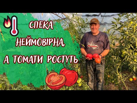 The heat is incredible, but the tomatoes are growing!