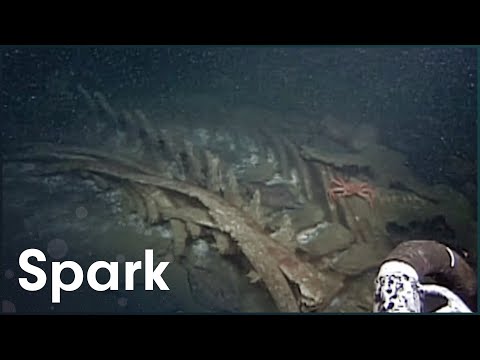 The Creepiest Things At The Bottom Of The Ocean