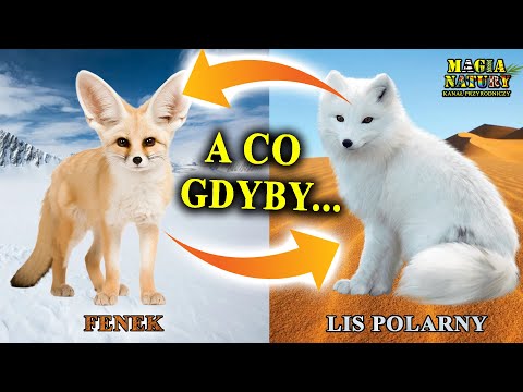 How will the Arctic fox fare in the Sahara? And the fennec fox in the Arctic?
