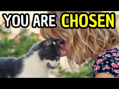 If Your Cat Breaks These 5 Biology Rules, You Are Their Chosen One