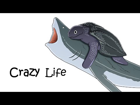 Why It Sucks to Be Born as a Leather Back Sea Turtle