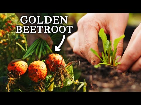 How to Grow Beetroot | 2 EASY Methods