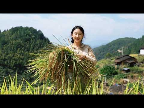 Rice 稻米 | 又是一年秋收，奶奶說：吃乾淨碗裡的飯，來年稻穀才會長高。【鄉愁沈丹ShenDan】