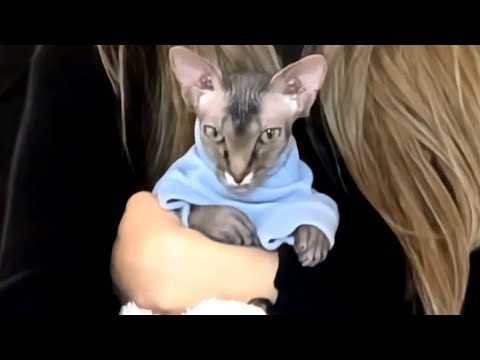 Disabled cat is seriously funny