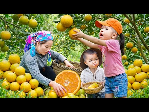 Harvesting 1000kg Oranges to sell with Single mom & Cooking Nutritious Porridge for my children