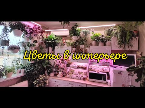 Обзор цветов в интерьере