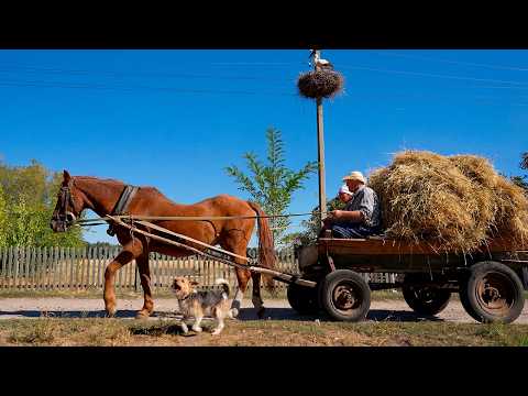 Happy old age of an elderly couple in the village / picking vegetables