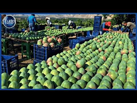 How Millions of Mangoes are Grown, Harvested, and Processed - Incredible Industrial Process