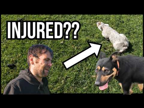 BABY LAMB DOWN - DID THE DOG DO IT??