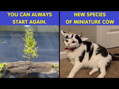 Heartwarming Wholesome Memes That Will Instantly Brighten Your Week 💖😊