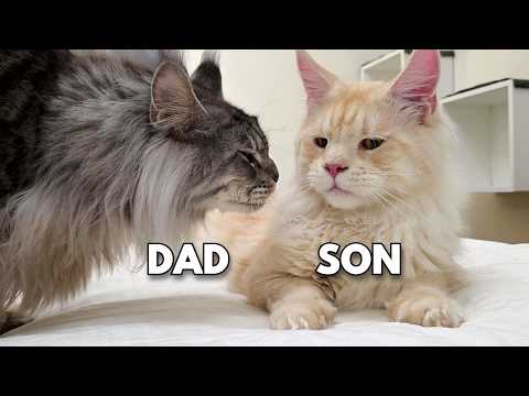Grown Up Kitten Reunites With His Parents!