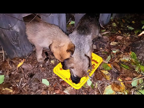 😯💔Щенки прятались в заброшке куда их выкинули | Ночью начинаем операцию по спасению Saving puppies