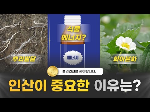 뿌리를 키우는 것보다 중요한 인산비료의 역할? | 농사 100단