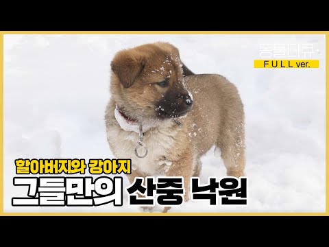 [풀버전] 사람 없는 을수골의 겨울, 할아버지의 옆을 지키는 건 강아지들뿐이다 l 동물극장 단짝 EP6 l KBS 220225 방송