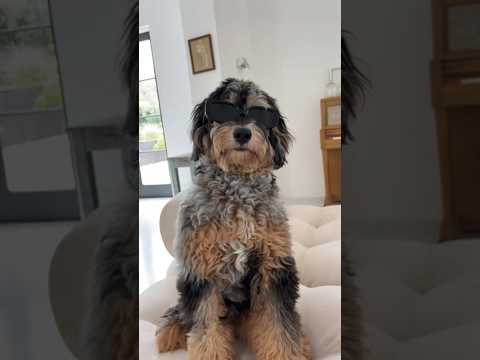 a very realistic day in the life of presley